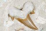 Otodus Shark Tooth Fossil in Rock - Eocene #174156-1